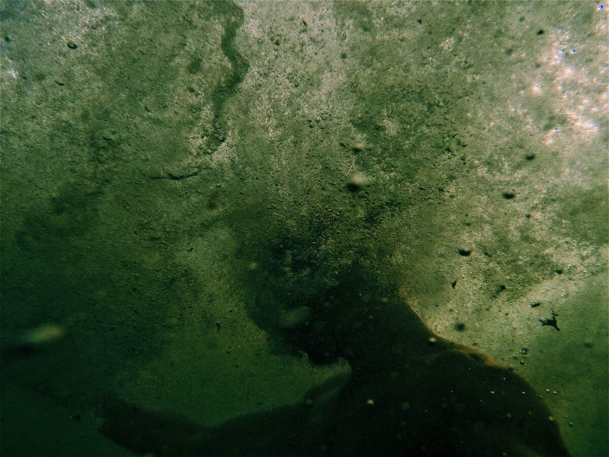 Photo : Bash Fish