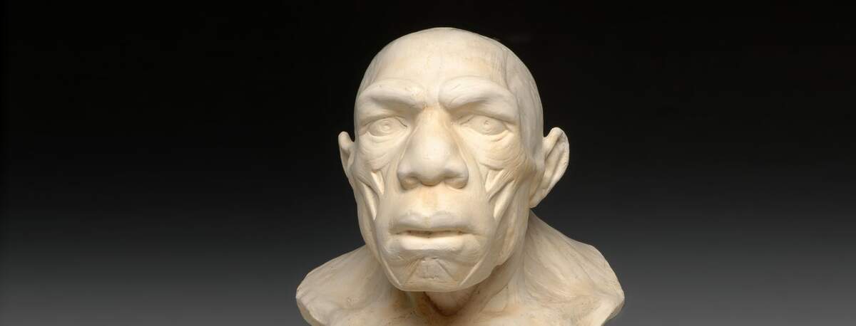 Buste de Néandertal, Musée de l’Homme