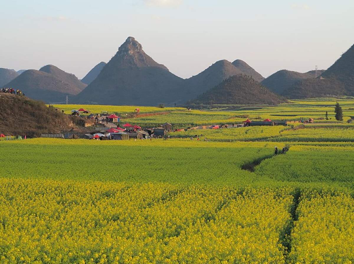 Champs de colza dans le Yunnan, février 2013, Gyp00 - Wikimedia