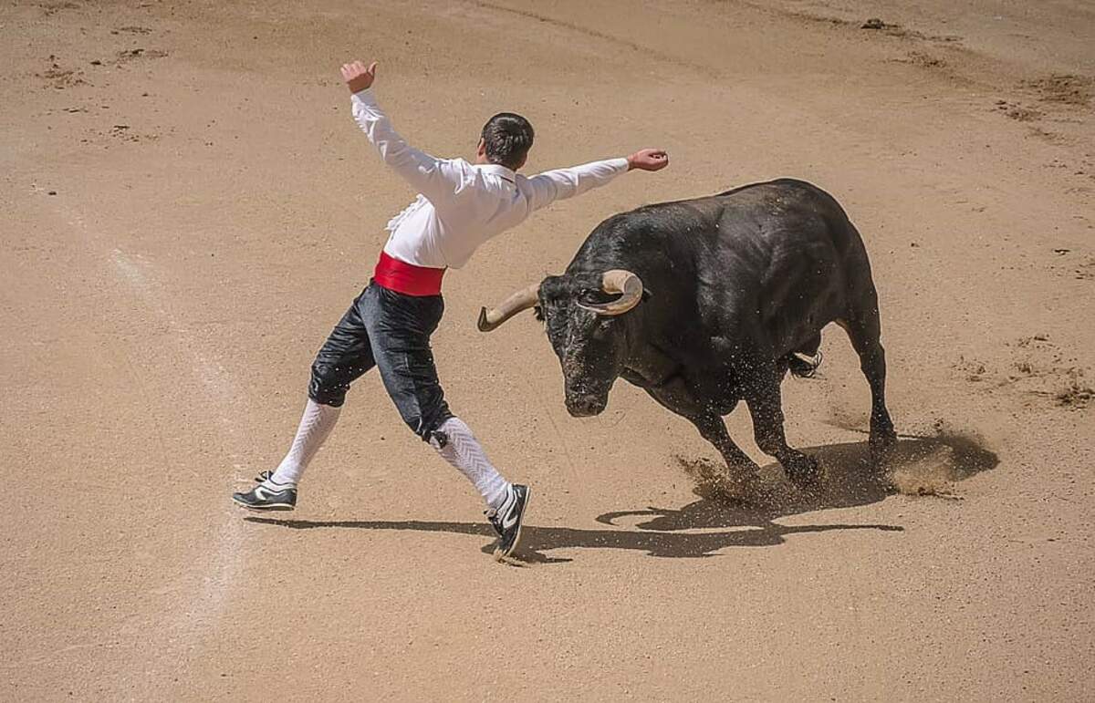 Un taureau chargeant un coureur à l’occasion d’une course camarguaise. Domaine public