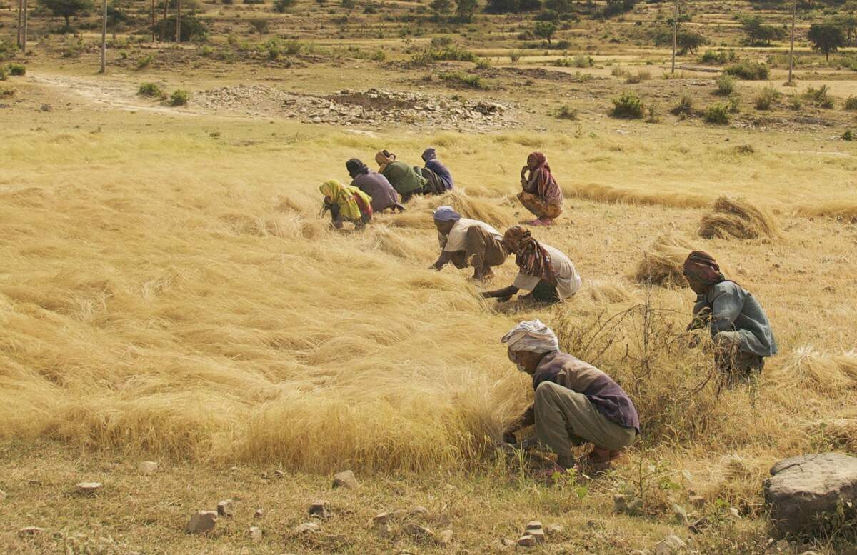Récolte du tef en Éthiopie (photo A.Davey, 2007)