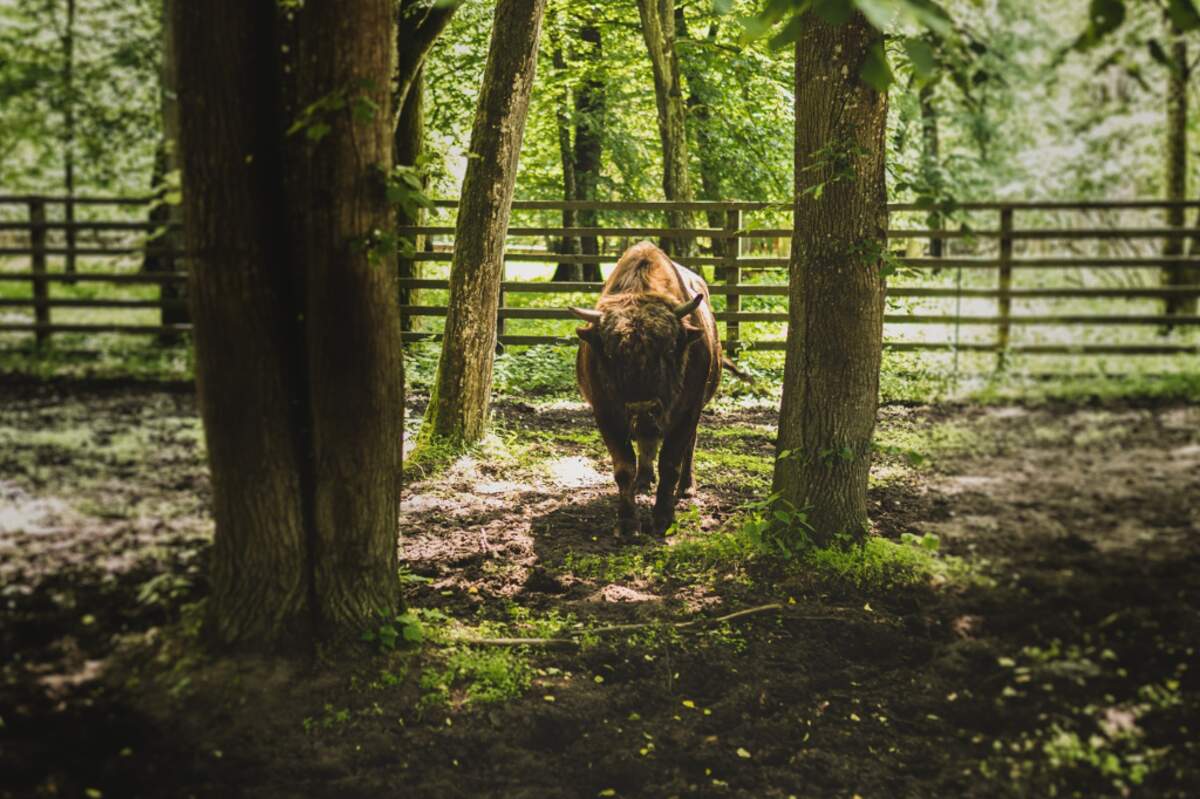 Photo : Białowieżak, k, via Unsplash 
