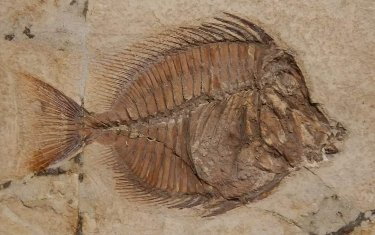 DR