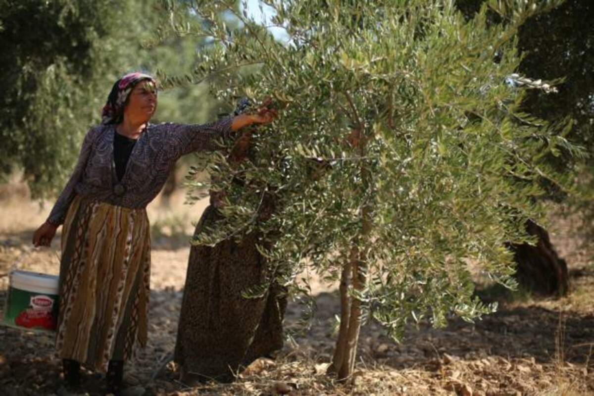 Oum Ali a dû quitter son village pour Idlib à cause de la guerre, mais elle retourne s’occuper de ses oliviers dès qu’elle le peut. Photo Tim Alsiofi, Salutations d’Idlib.