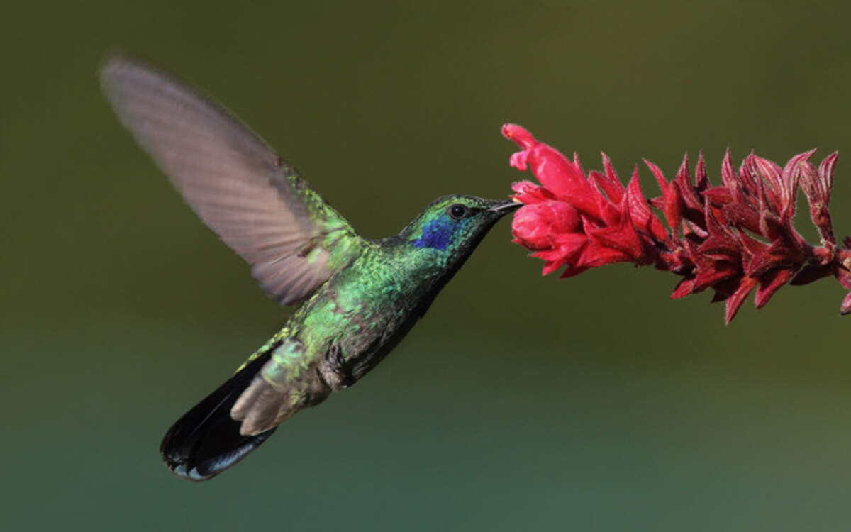 Colibri thalassinus du Panama © Mdf