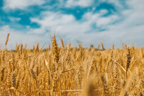 Guerre en Ukraine et spectre de famine