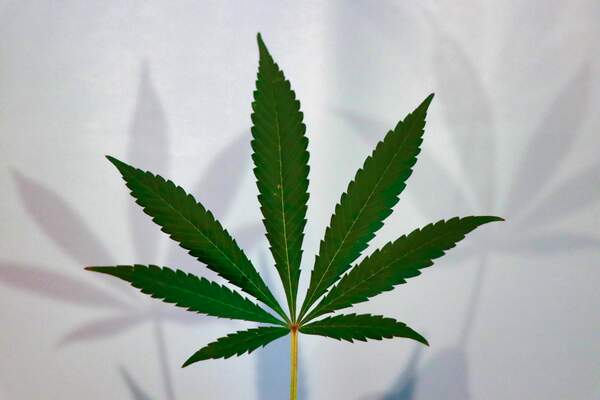 Cannabis : les risques de la répression