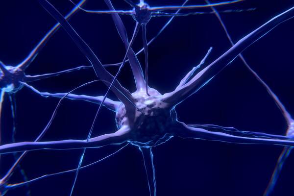 À l’école de l’homme neuronal ?