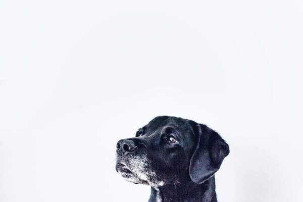 L’homme devant l’animal : observer une autre intelligence (entretien)