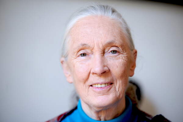 Jane Goodall (1934-2025), éthologue et défenseure de l’environnement
