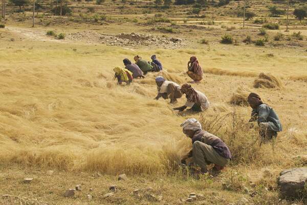 Melaku Worede (1936-2023) : gardien de la biodiversité et défenseur des communautés rurales