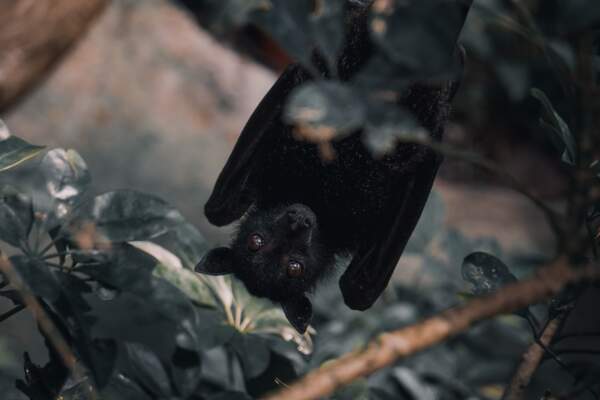 La transmission infectieuse d’animal à humain