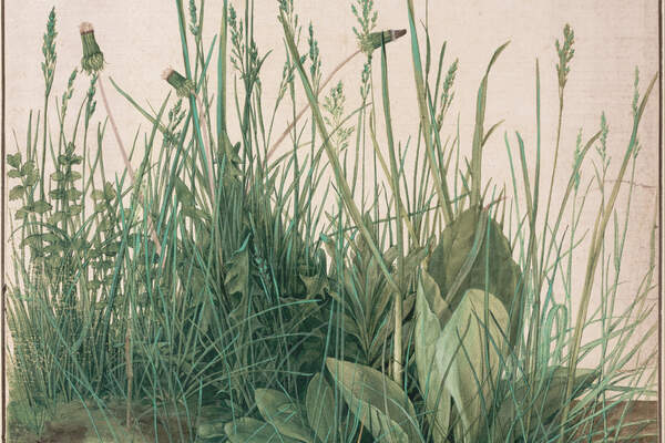 Dürer : quelques herbes dans la tempête
